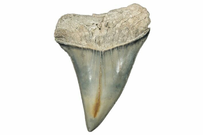 Large Fossil Mako Tooth - Lee Creek (Aurora), NC #294721